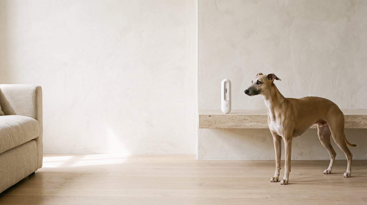 Whippet in a bright minimalist living room beside a white OzoFreshen device on a stone shelf